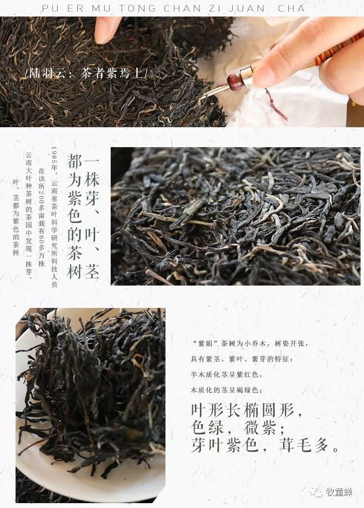 【产品篇】茶中软黄金~~紫娟茶-紫娟是普洱茶的一种吗