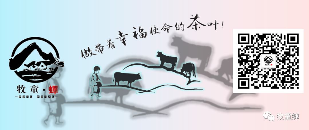 【产品篇】茶中软黄金~~紫娟茶-紫娟是普洱茶的一种吗