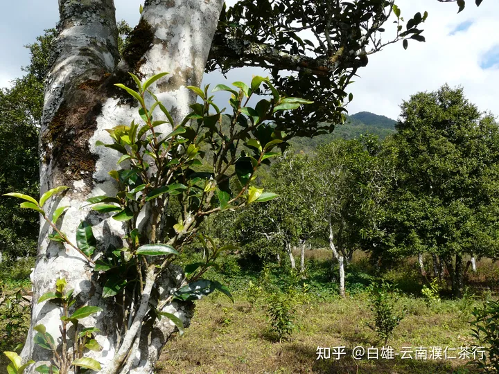 普洱茶中的黄金-茶褐素-普洱茶有添加色素及香料么