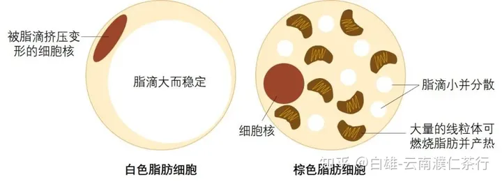 普洱茶中的黄金-茶褐素-普洱茶有添加色素及香料么