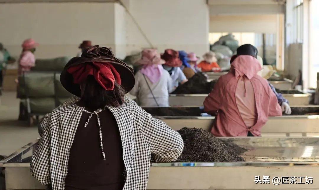 茶中黄金为何物?你知道吗-茶黄金对身体有什么好处和作用