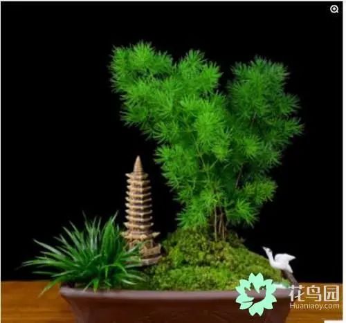 土豪都喜欢种这9种名贵花卉盆栽植物,极高的观赏价值又镇宅招财-比较名贵的盆栽植物