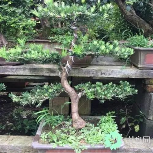 土豪都喜欢种这9种名贵花卉盆栽植物,极高的观赏价值又镇宅招财-比较名贵的盆栽植物