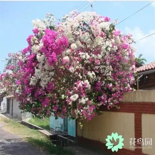 土豪都喜欢种这9种名贵花卉盆栽植物,极高的观赏价值又镇宅招财-比较名贵的盆栽植物