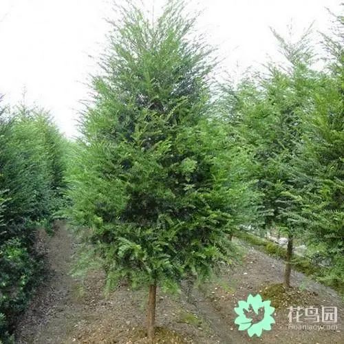 土豪都喜欢种这9种名贵花卉盆栽植物,极高的观赏价值又镇宅招财-比较名贵的盆栽植物