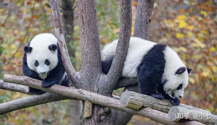有哪些已经绝灭了的名贵花卉?-己经灭绝了的植物名单有哪些