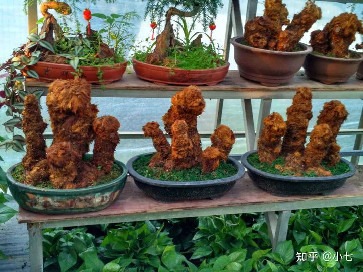 有哪些已经绝灭了的名贵花卉?-己经灭绝了的植物名单有哪些