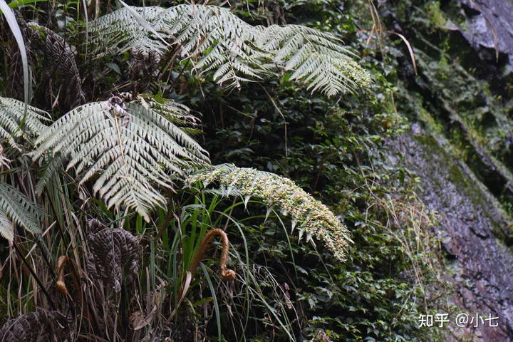 有哪些已经绝灭了的名贵花卉?-己经灭绝了的植物名单有哪些