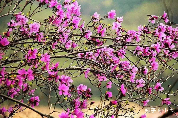 有哪些已经绝灭了的名贵花卉?-己经灭绝了的植物名单有哪些