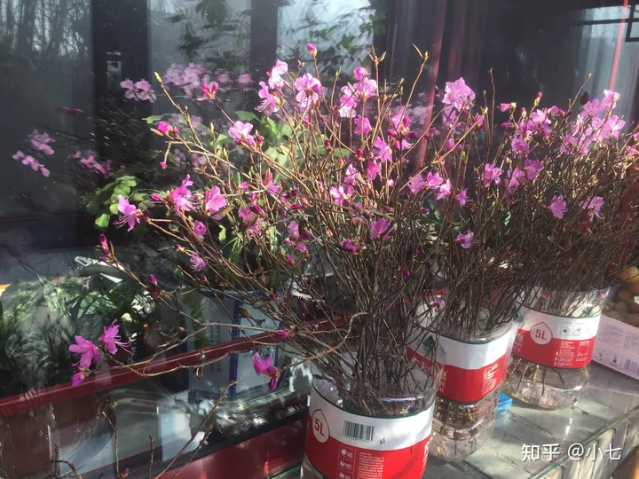 有哪些已经绝灭了的名贵花卉?-己经灭绝了的植物名单有哪些