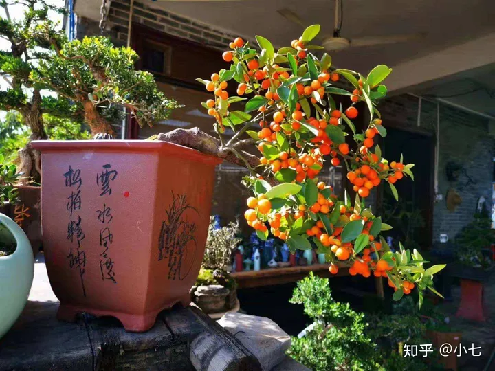 有哪些已经绝灭了的名贵花卉?-己经灭绝了的植物名单有哪些