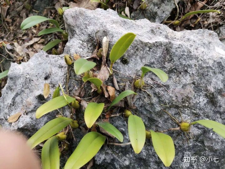 有哪些已经绝灭了的名贵花卉?-己经灭绝了的植物名单有哪些