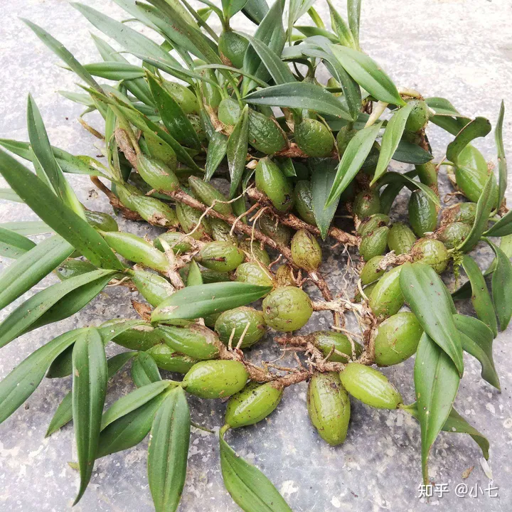 有哪些已经绝灭了的名贵花卉?-己经灭绝了的植物名单有哪些