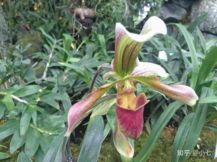 有哪些已经绝灭了的名贵花卉?-己经灭绝了的植物名单有哪些