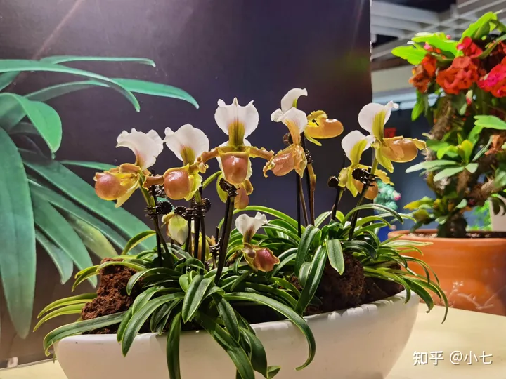 有哪些已经绝灭了的名贵花卉?-己经灭绝了的植物名单有哪些