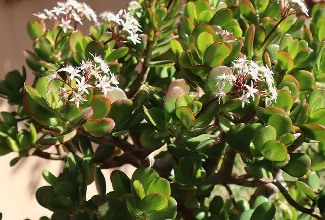 十种“富贵”花,庭院栽一棵,好养又吉祥!-富贵的花有哪些名字