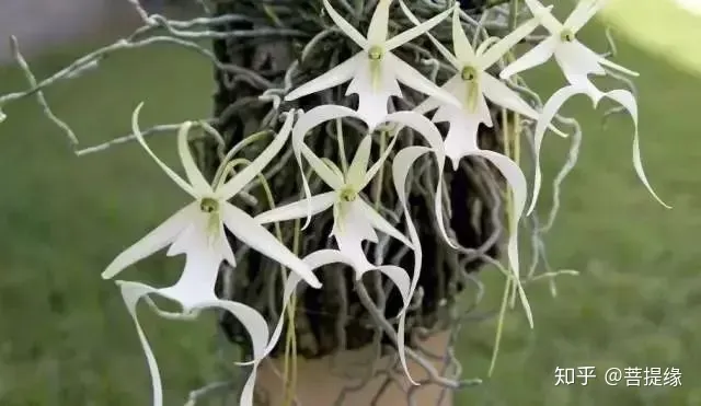 天价!天价!名贵植物排行,令人大开眼界-名贵植物图片