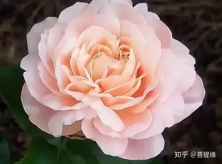 天价!天价!名贵植物排行,令人大开眼界-名贵植物图片