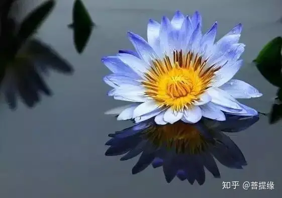 天价!天价!名贵植物排行,令人大开眼界-名贵植物图片