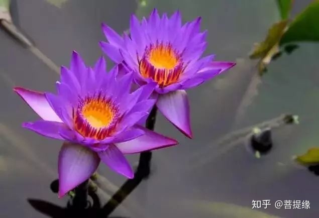 天价!天价!名贵植物排行,令人大开眼界-名贵植物图片