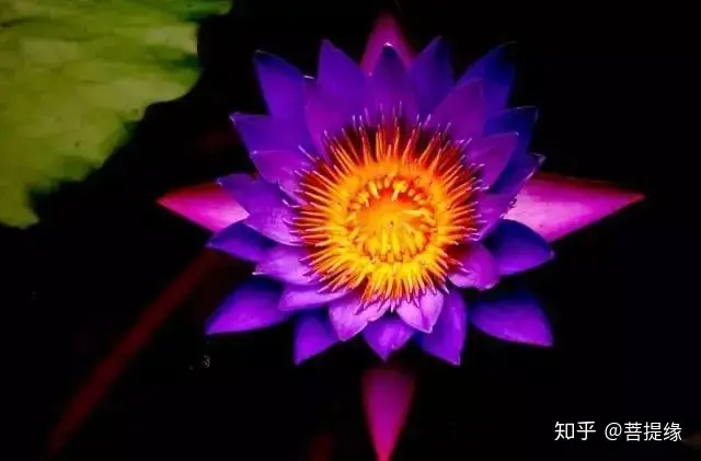 天价!天价!名贵植物排行,令人大开眼界-名贵植物图片