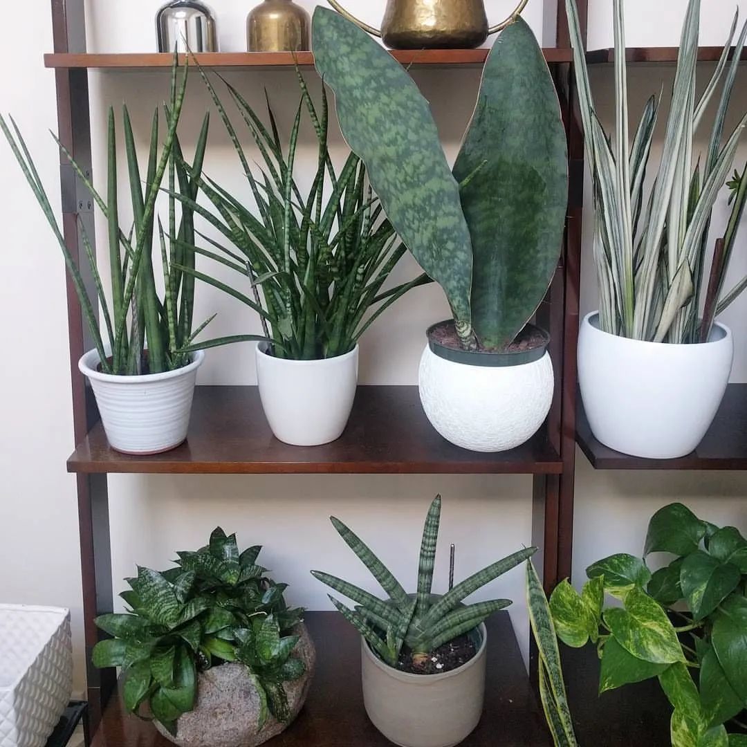 4种适合园艺新手的盆栽绿植,耐看不贵,夏季高温也可以入手-园艺树有哪些