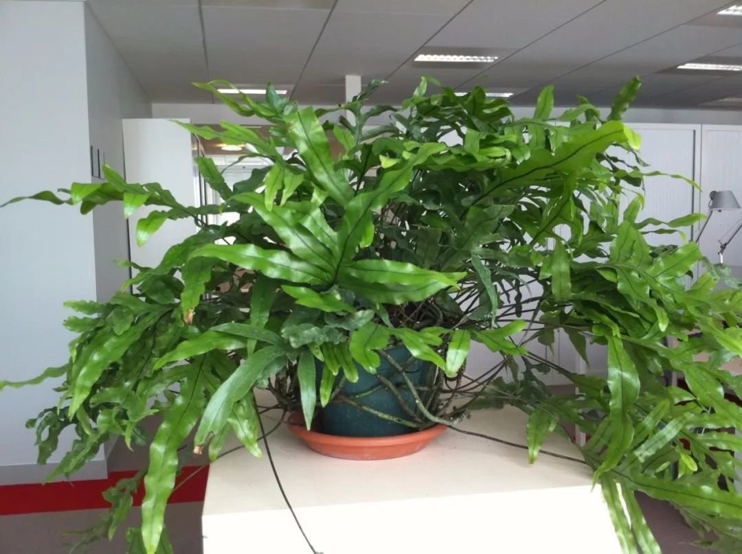 6种价格亲民的高颜值盆栽绿植,适合养桌面上-什么盆栽品种值钱