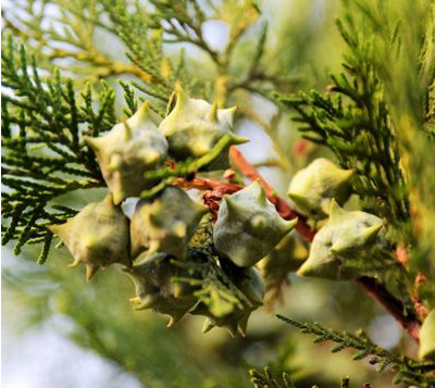 【偏方】牙疼快速止疼法-风油精牙疼快速止疼偏方图片