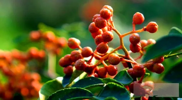 牙痛快速止痛方法小妙招:非常有用的四招,赶紧收藏!-牙痛快速止痛妙招