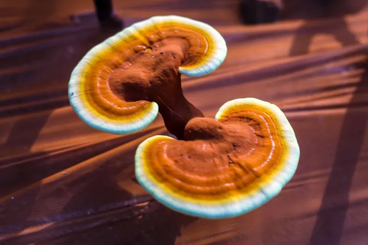 灵芝孢子粉的功效和作用梳理-灵芝孢子油的功效与主治功能