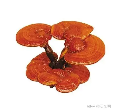 灵芝孢子粉的功效:-四类人不能吃灵芝孢子