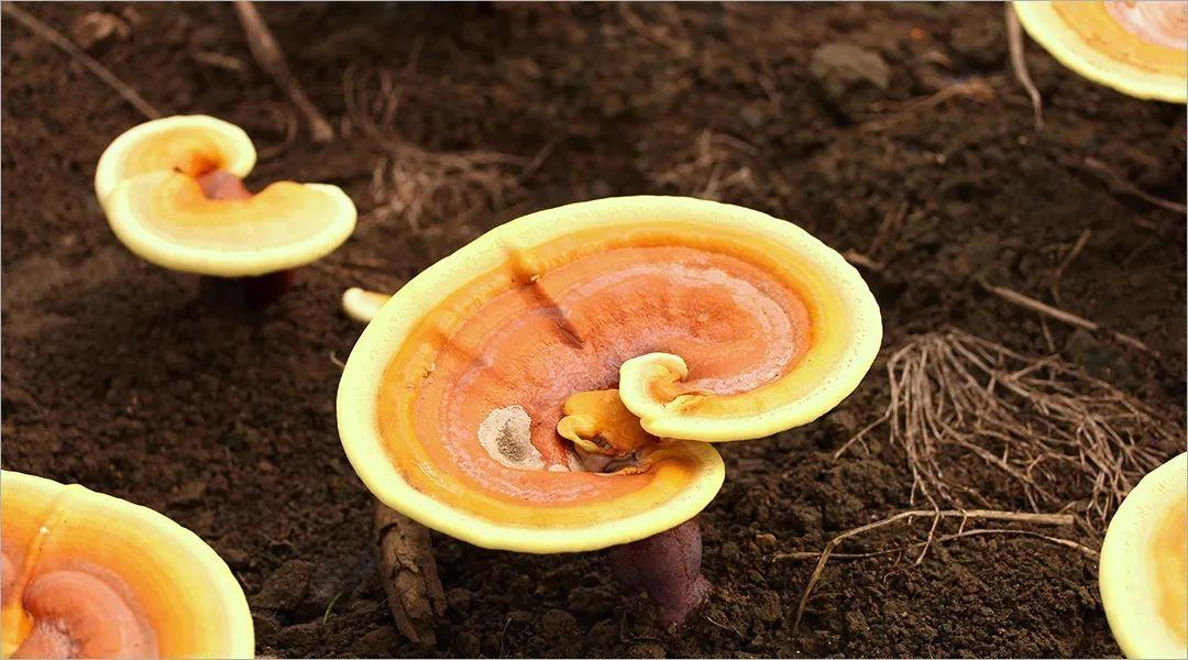 灵芝孢子粉到底是养生好物还是“慢性毒药”?实测10款,答案来了