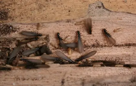 注意!南京这种白蚁分飞高峰期预计在4月18日至5月12日(南京白蚁防治研究)