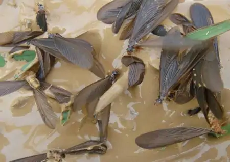 注意!南京这种白蚁分飞高峰期预计在4月18日至5月12日(南京白蚁防治研究)