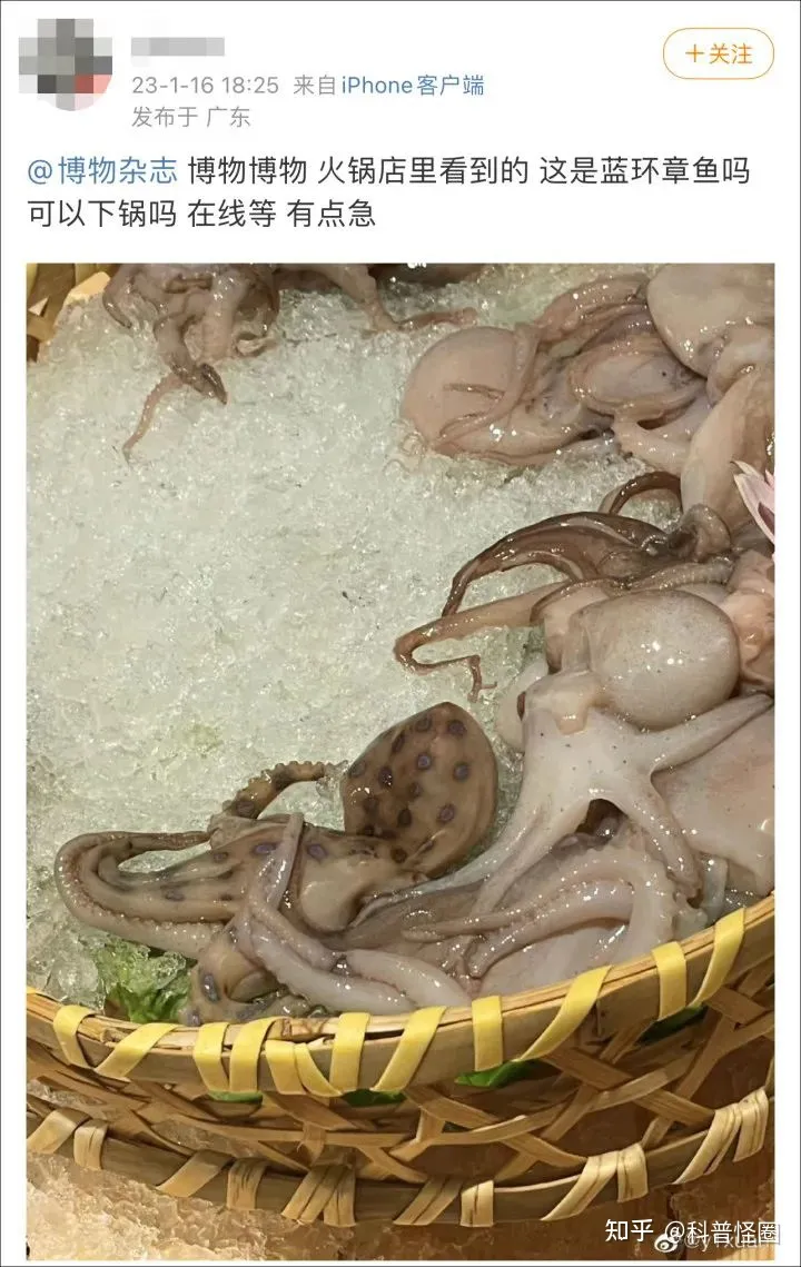 吃火锅吃出蓝环章鱼,海洋最毒生物之一,被咬了该怎么办?(吃到蓝环章鱼事件)