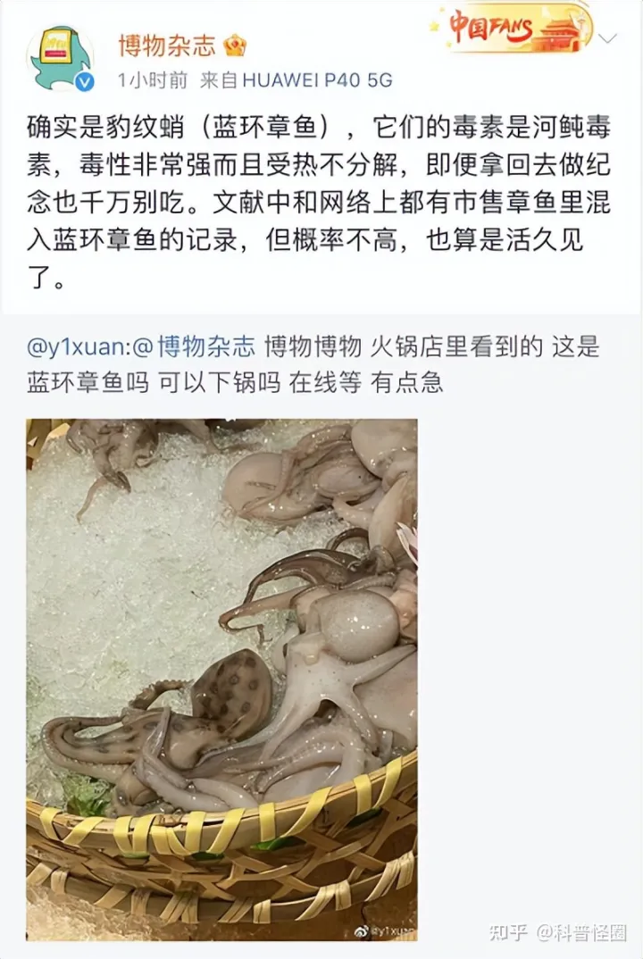 吃火锅吃出蓝环章鱼,海洋最毒生物之一,被咬了该怎么办?(吃到蓝环章鱼事件)
