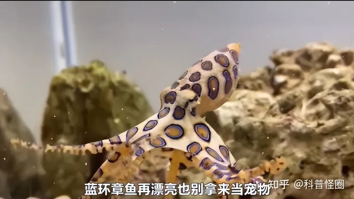 吃火锅吃出蓝环章鱼,海洋最毒生物之一,被咬了该怎么办?(吃到蓝环章鱼事件)