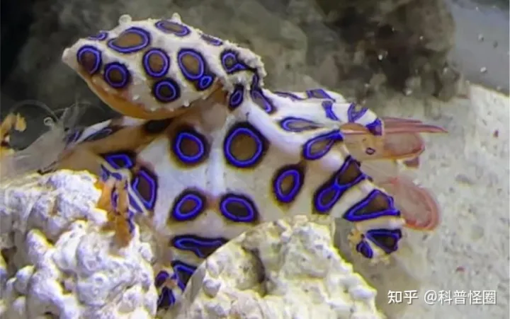 吃火锅吃出蓝环章鱼,海洋最毒生物之一,被咬了该怎么办?(吃到蓝环章鱼事件)