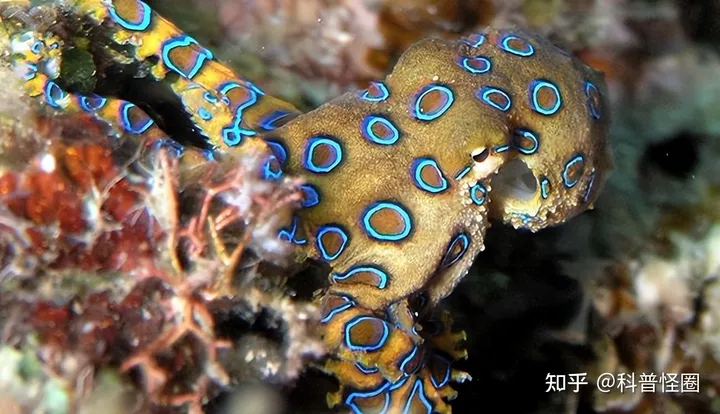 吃火锅吃出蓝环章鱼,海洋最毒生物之一,被咬了该怎么办?(吃到蓝环章鱼事件)