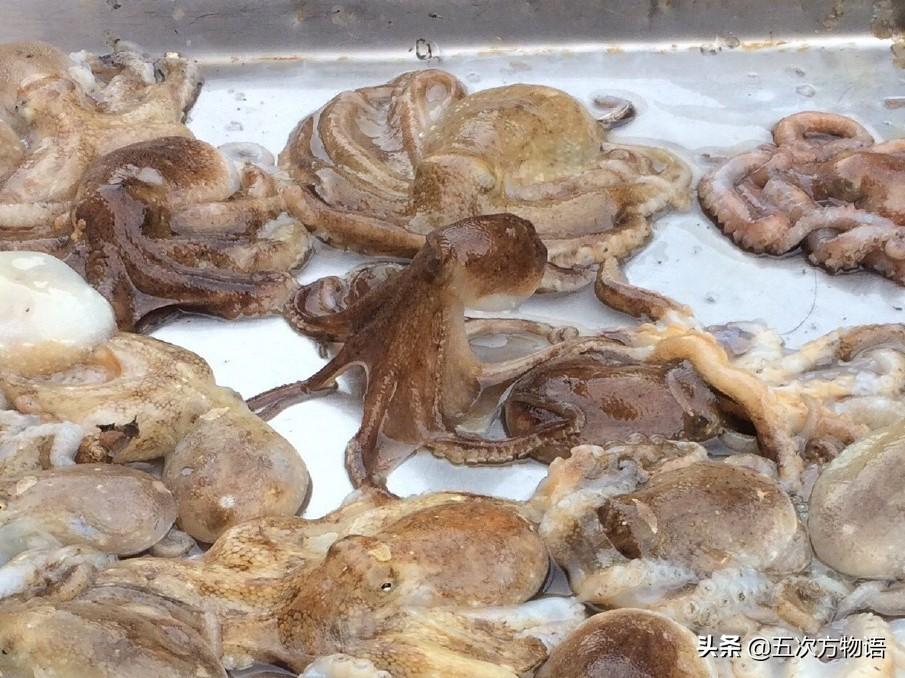 说说青岛的“八带蛸”(青岛八代多少钱一斤)