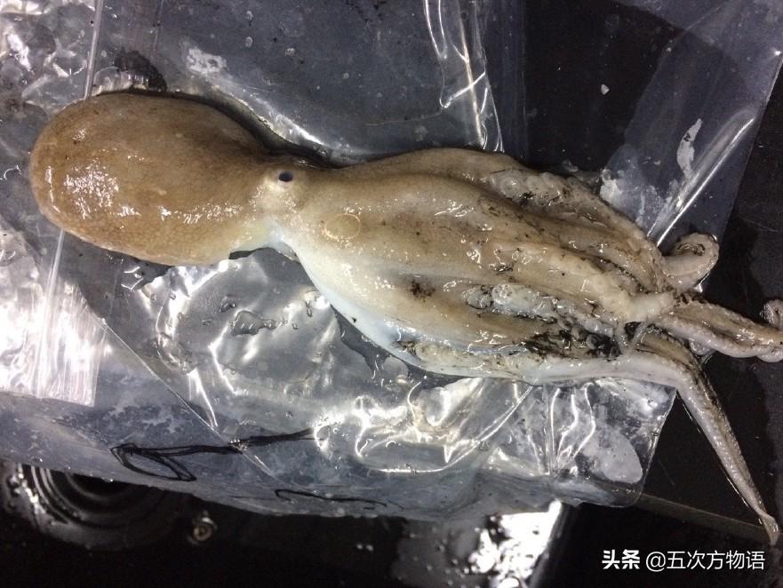 说说青岛的“八带蛸”(青岛八代多少钱一斤)