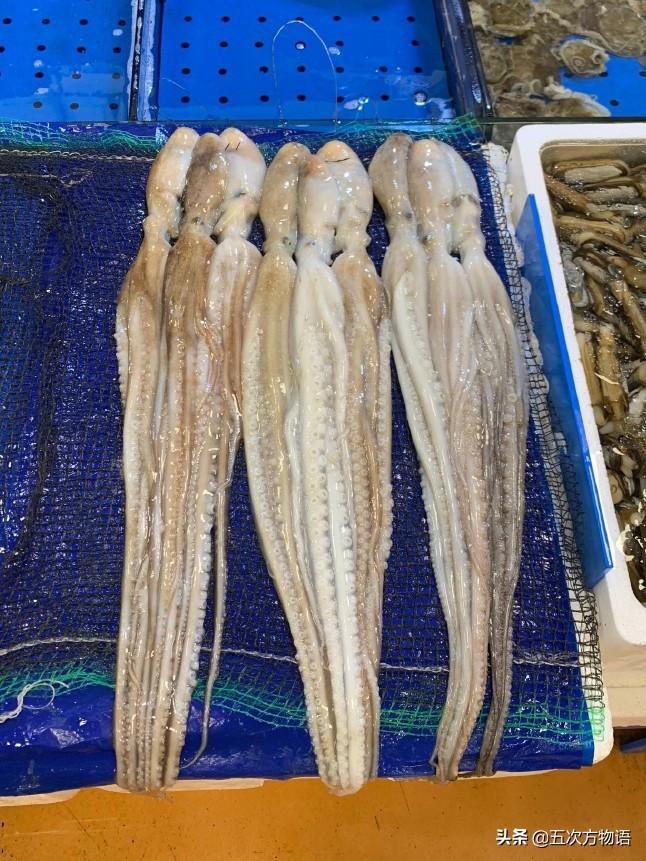 说说青岛的“八带蛸”(青岛八代多少钱一斤)