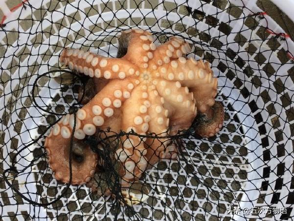 说说青岛的“八带蛸”(青岛八代多少钱一斤)