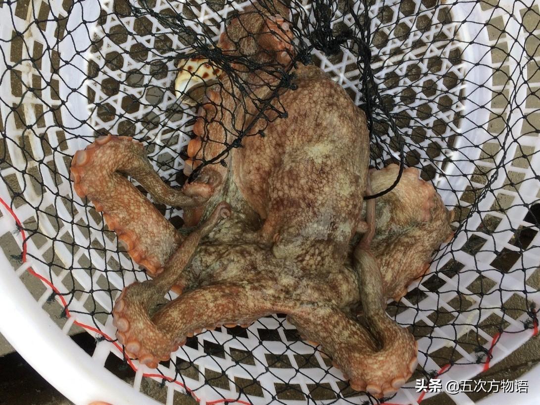 说说青岛的“八带蛸”(青岛八代多少钱一斤)