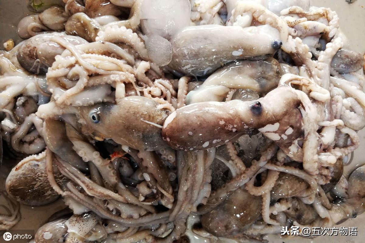 说说青岛的“八带蛸”(青岛八代多少钱一斤)