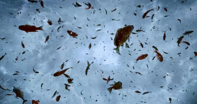 从天上掉下鱼的"动物雨"现象,背后藏着大自然的奥秘(天上掉下来一条鱼好吗)