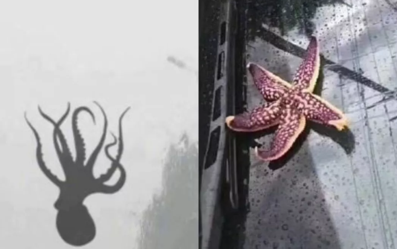 从天上掉下鱼的"动物雨"现象,背后藏着大自然的奥秘(天上掉下来一条鱼好吗)