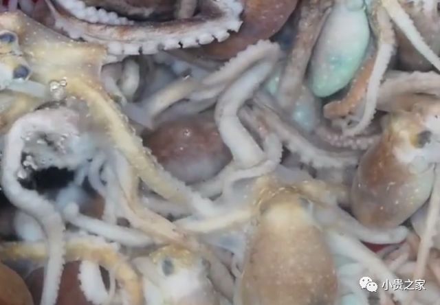 见识下国外“章鱼”流水线,看着就很过瘾,做好直接出售(章鱼在水中游泳的方向是什么方向)