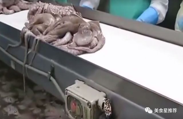 见识下日本大章鱼加工厂,流水线制作,看着就很过瘾(章鱼厂家)