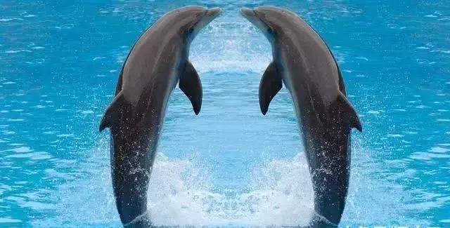 几百万年后,地球上这“2种”海洋生物,或将诞生文明(几百万年前有什么生物)